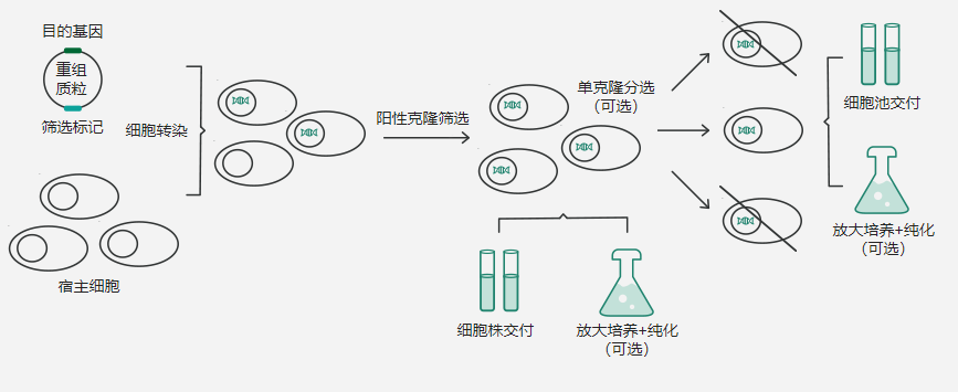 稳定细胞株重组表达流程图 .png