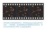 Dimension FastScan原子力显微镜