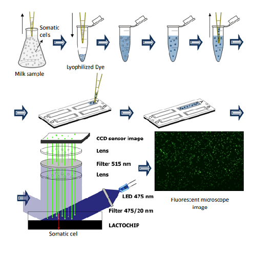 牛奶体细胞分析仪 Lactoscan SCC