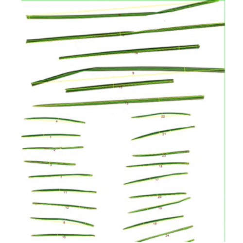 针叶图像分析仪 型号:TT34-FS-leaf1000Z