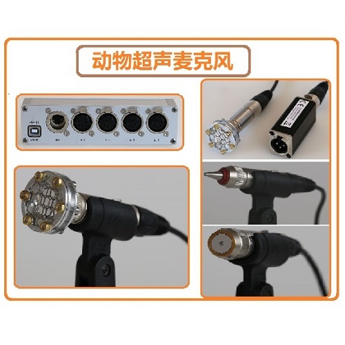 德國Avisoft動物超聲信號發生器