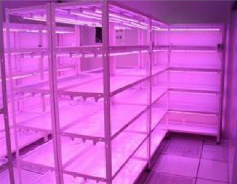 培养架/组培架DFHB-145648库号D145648  