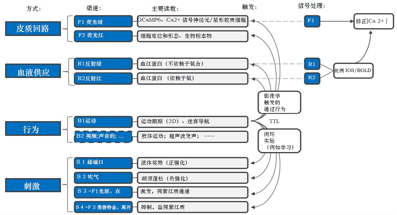 脑介观12.png